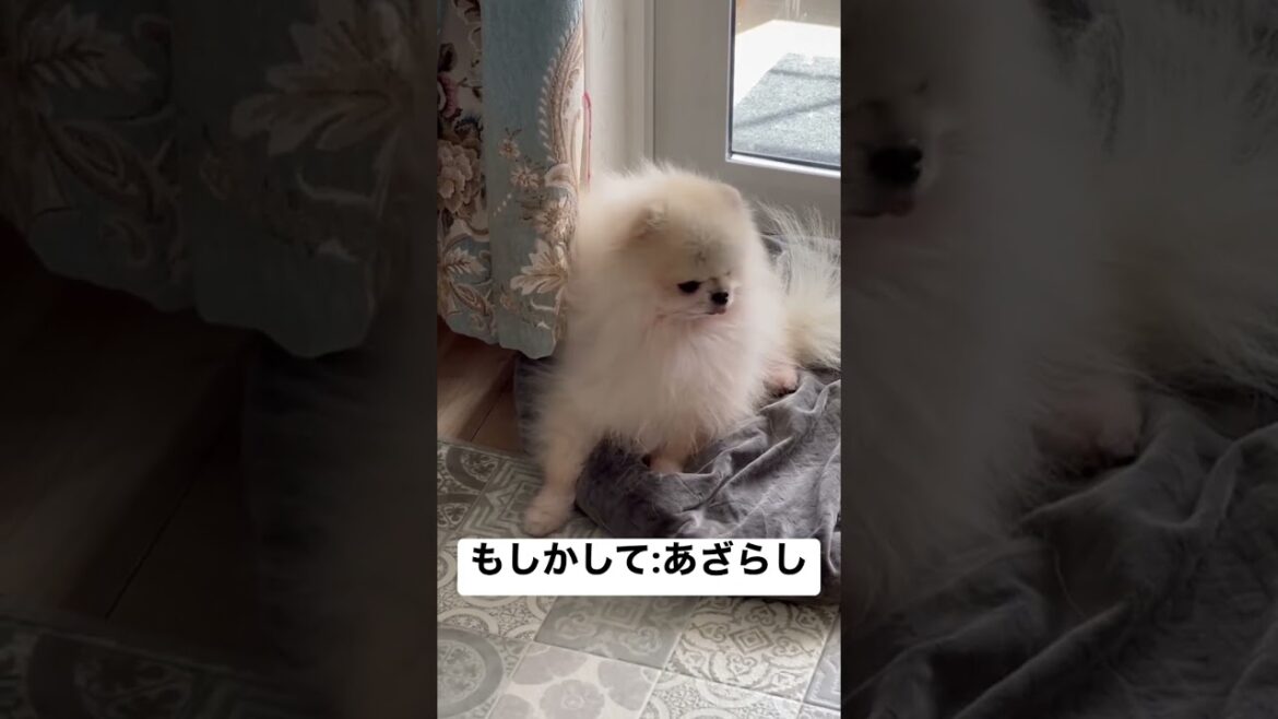 あざらしみたいなポメラニアンの成犬