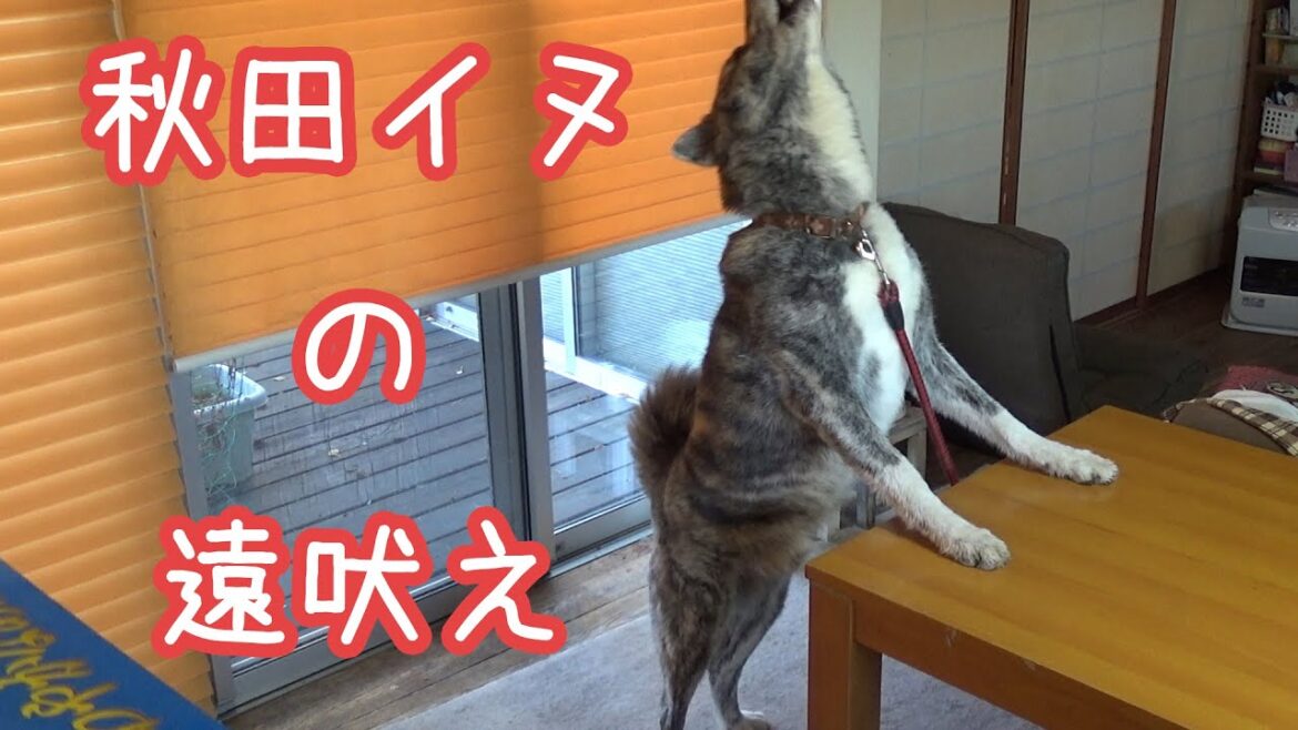 秋田犬の遠吠え。ロク君に恋の季節が到来しました☆ワオォォォン♪
