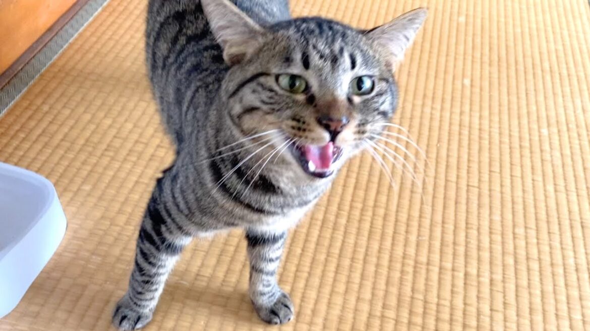 完璧な日本語で会話してしゃべる猫… 完璧な日本語で会話してしゃべる猫...