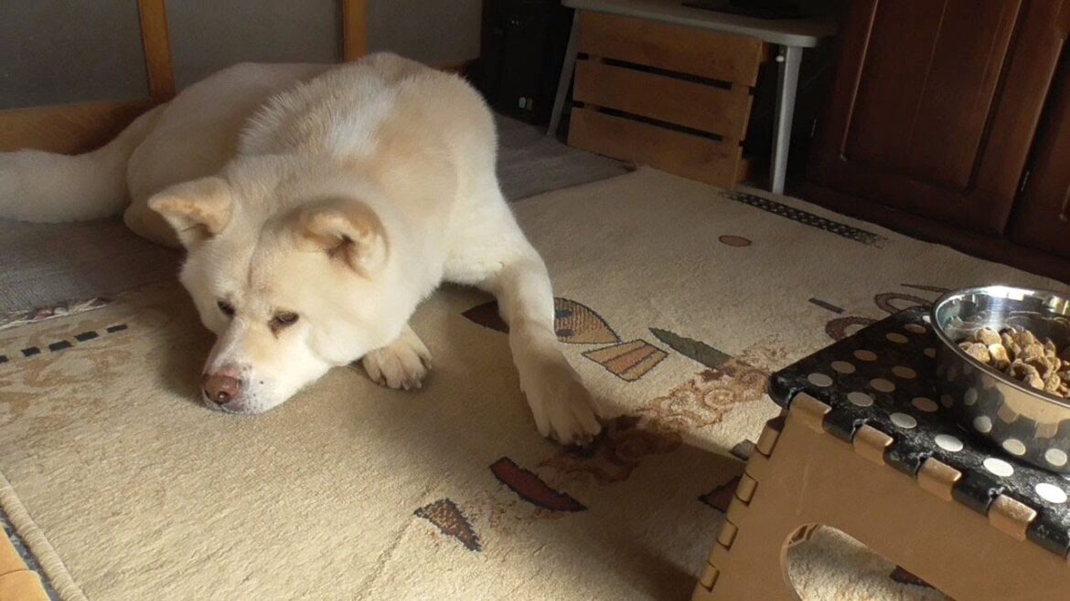 【秋田犬ゆうき】急かされてようやく来ち上がった途端にオヤツだけ食べる朝食が終わります【akita dog】