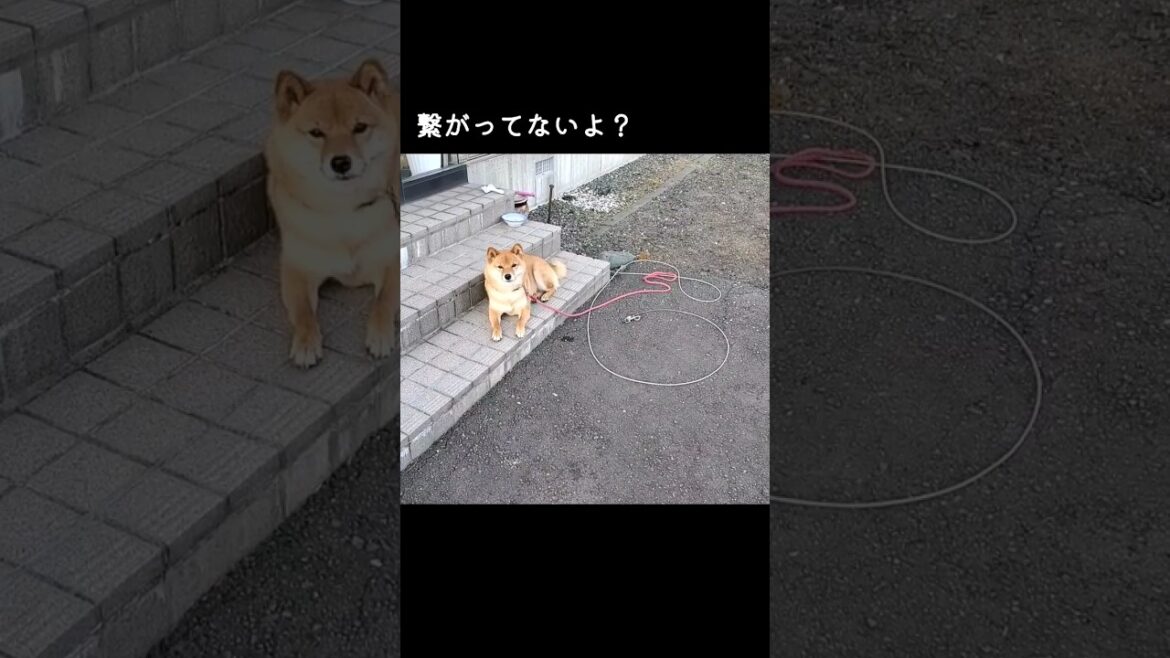自分が繋がってない事に、やっと気づいた柴犬#いぬ #おもしろ #柴犬