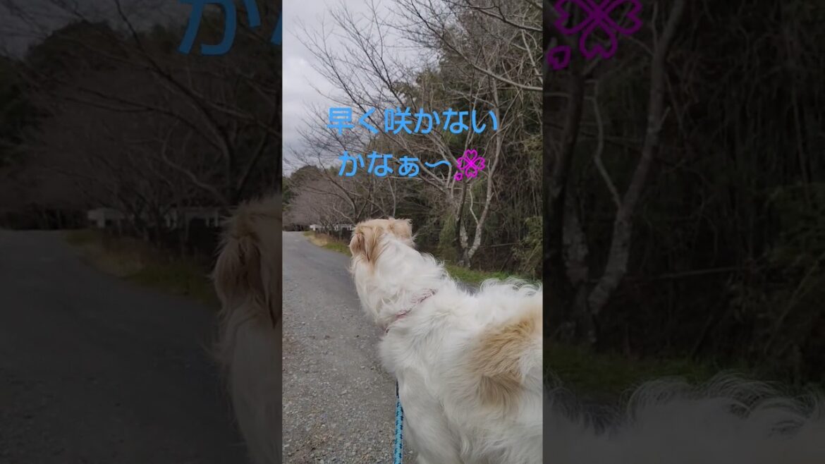 サクラ🌸待つ ボルゾイ🐶🎵Borzoi waiting for cherry blossoms. サクラ🌸待つ ボルゾイ🐶🎵Borzoi waiting for cherry blossoms.
