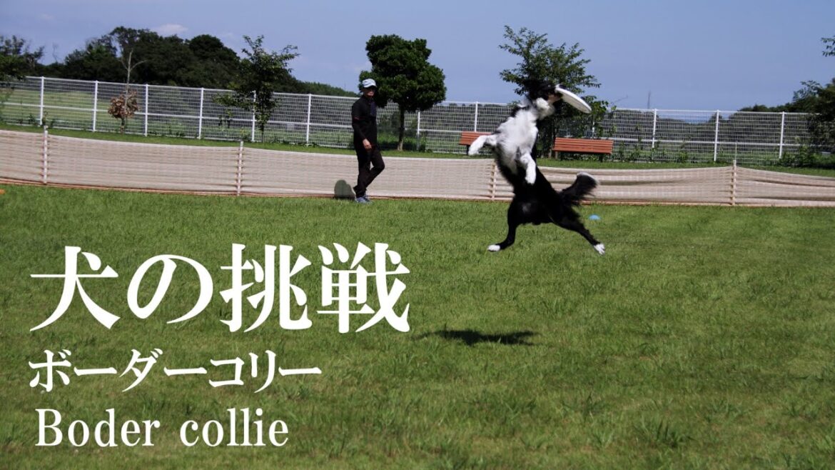 運動能力やばい系ボーダーコリー走るの速すぎるやろ【全国への挑戦】 運動能力やばい系ボーダーコリー走るの速すぎるやろ【全国への挑戦】
