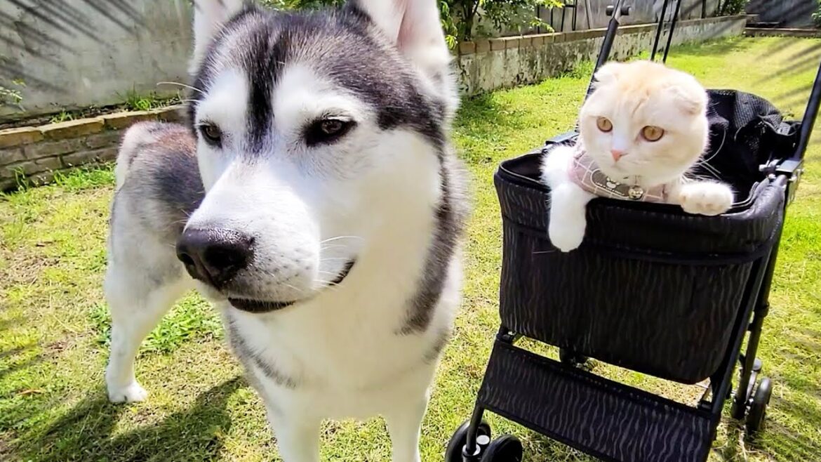 外で遊んでたらカラスに睨まれて子猫と犬がこうなっちゃいました...