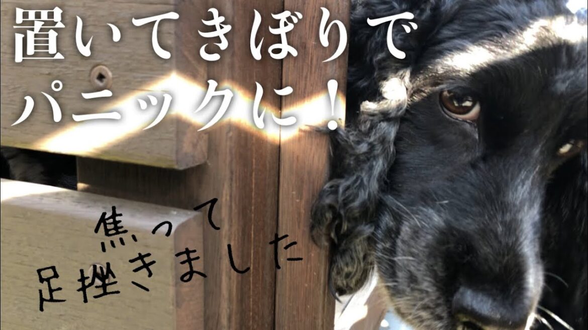 【家・デッキ編#11】お姉ちゃんがいなくてパニック！　イングリッシュコッカースパニエル 「みみ」の気持ち
