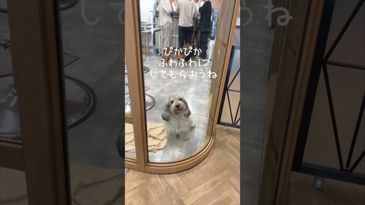 【Before&After 犬】同じ犬？トリミングでぴっかぴか✨ふっわふわ✂️