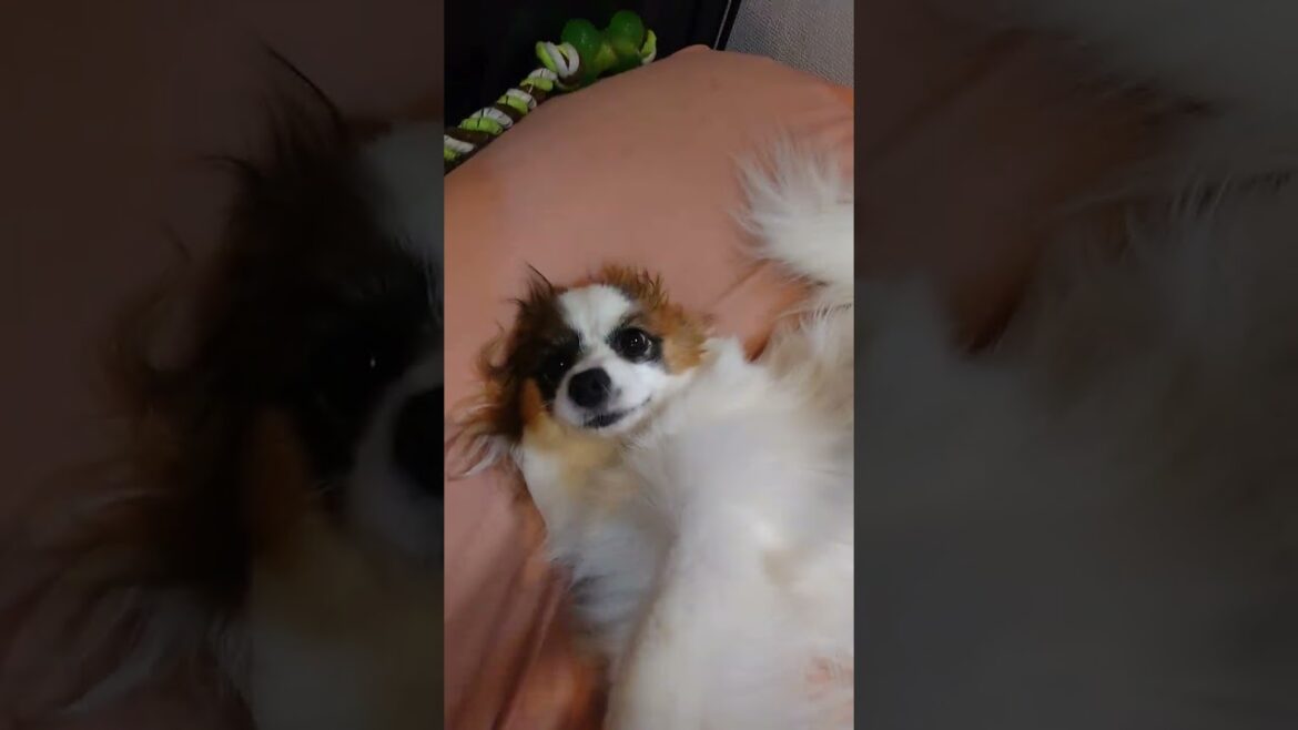 うねうねが止まらないビーズクッション