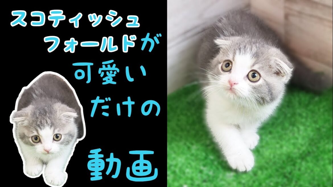 スコティッシュフォールド・子猫【川崎小田栄店】