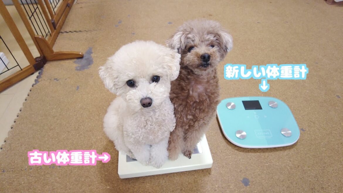 いつも乗ってる古い体重計が壊れたので新調したら愛犬は乗ってくれるのか？