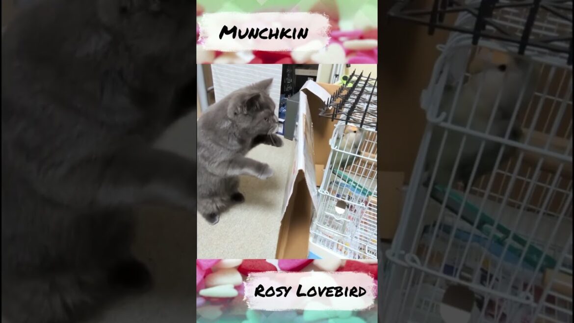 子猫のマンチカンがコザクラ先輩に初挨拶♪  #shorts 子猫のマンチカンがコザクラ先輩に初挨拶♪  #shorts