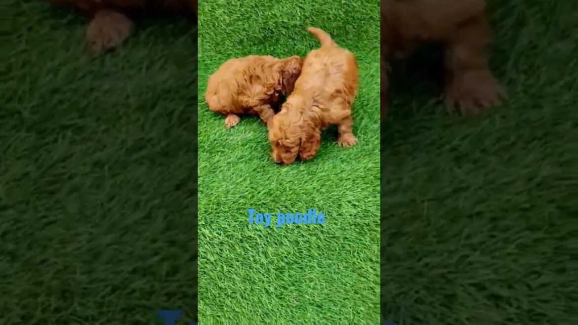 toy poodle apricot puppy #akpetshop #englishbulldog #britishbulldog #dog