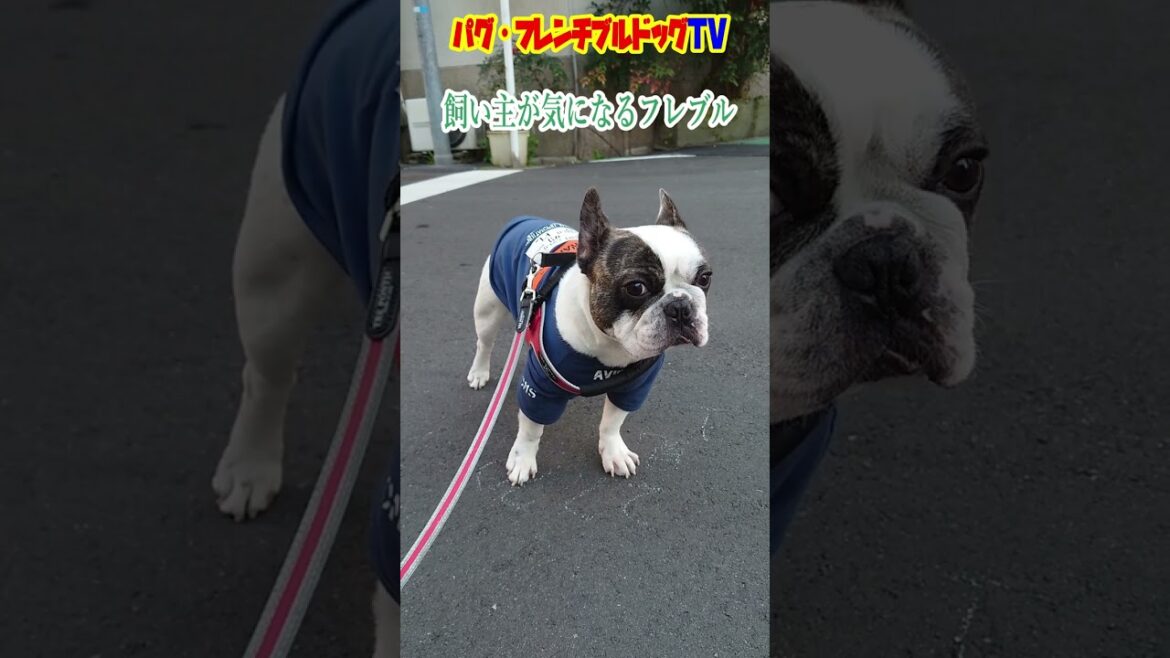 ちらちら見てるな！ 主が気になるフレンチブルドッグ　『ぶーちゃん日記』
