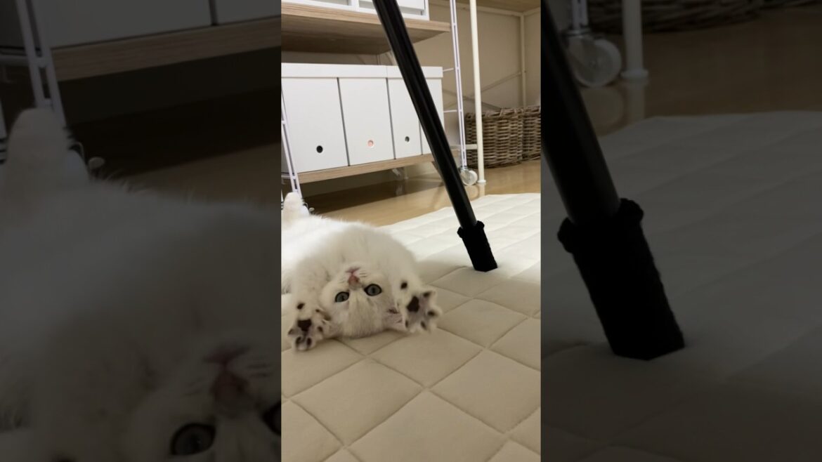 バンザーイ💘　私はブリティッシュのりん😘#shorts #ブリティッシュショートヘア #猫 #子猫 #britishshorthair #kitten #cute #meow