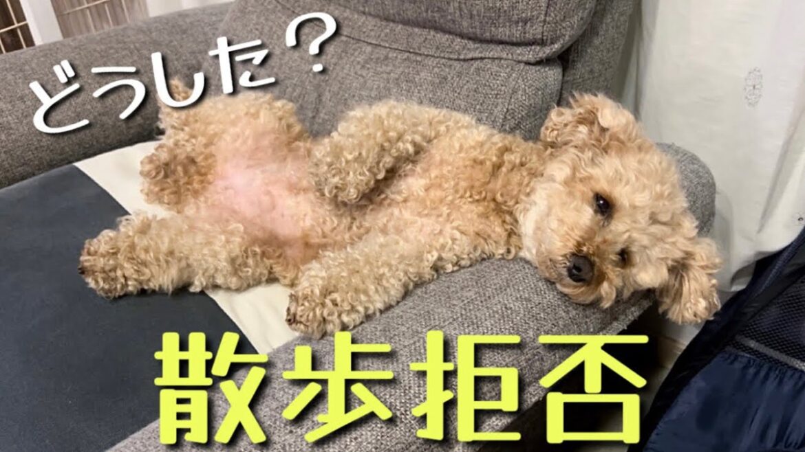 【散歩拒否】散歩に行きたくない理由は...ww