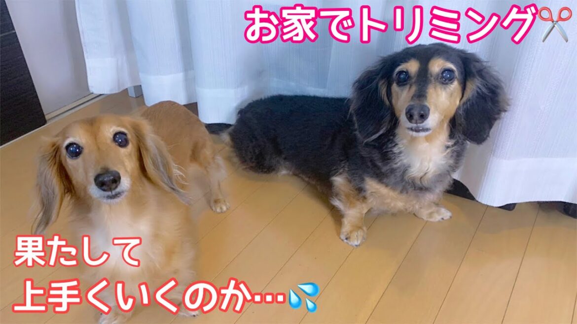 【ダックスフンド】おうちでセルフカット☆シニア犬たちがパピーに若見え？おかっぱヘア☆