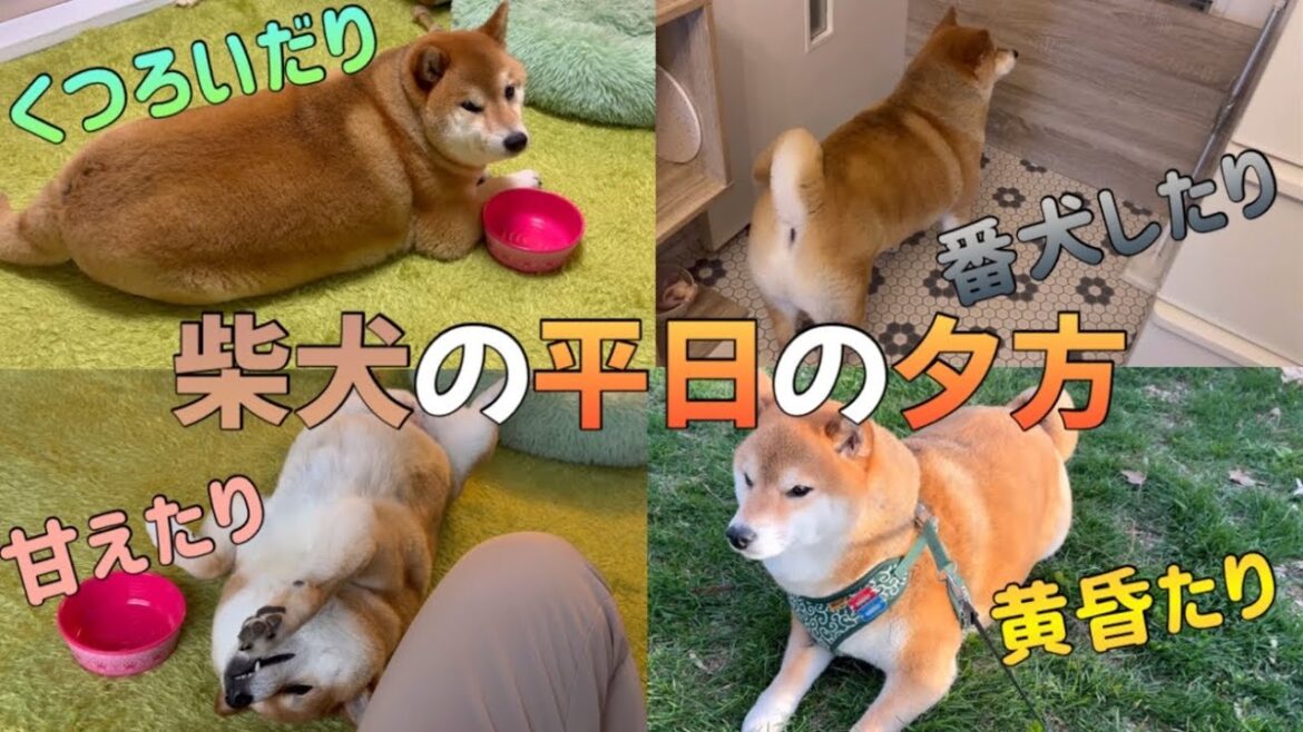 序盤からデレモードMAXの柴犬。なんの変哲もない日々が幸せだったりする。