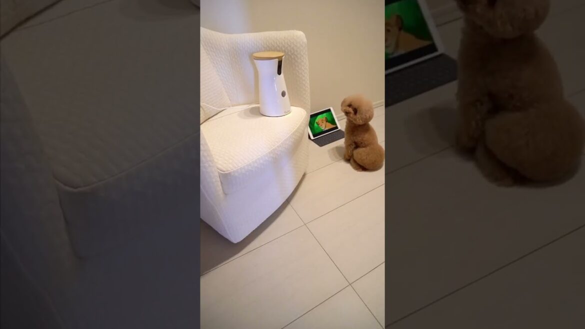 Dog behavior when owner is awayトイプードルがお留守番にこっそりしていたこととは！？#shorts #dog