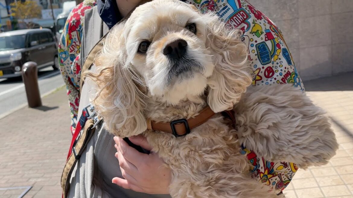 狂犬病注射のため動物病院へ連行されるアメリカンコッカースパニエル