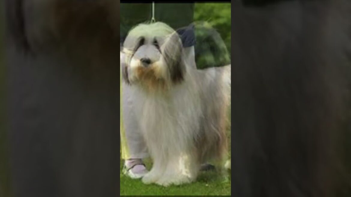 SCOTTISH Bearded COLLIE Dog Images#dogs #shorts @CheyneyMateo