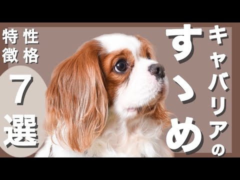 【キャバリア】初心者におすすめってホント⁉︎性格・特徴7選!実際に暮らしてみた感想! 【キャバリア】初心者におすすめってホント⁉︎性格・特徴7選!実際に暮らしてみた感想!