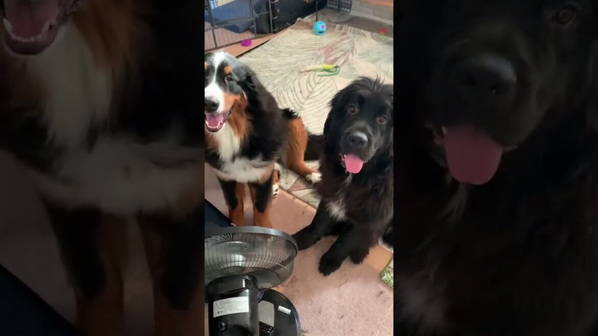この扇風機は私達の物（笑）【ニューファンドランド・超大型犬・ハニーちゃん・バーニーズマウンテンドッグ・大型犬・ライリーくん・ハニライちゃんねる】 #shorts
