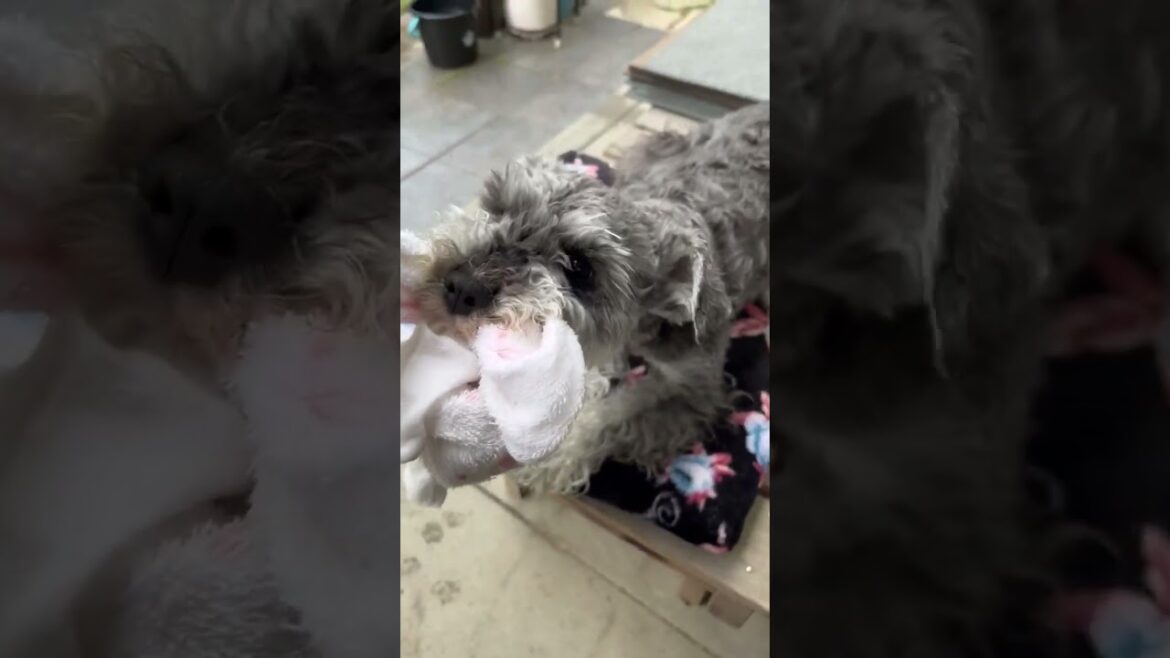雨で散歩に行けず不満が溜まる犬。ミニチュアシュナウザーひじき