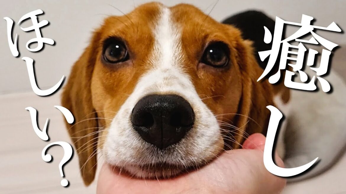 健気にあごのせするビーグルに癒されまくった休日