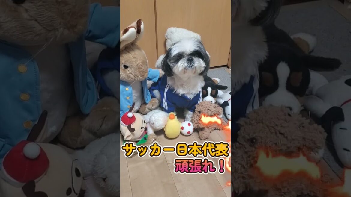 W杯2022サッカーワールドカップ日本代表を応援するシーズー #shorts #fifa22 #shihtzu #サムライブルー #worldcup
