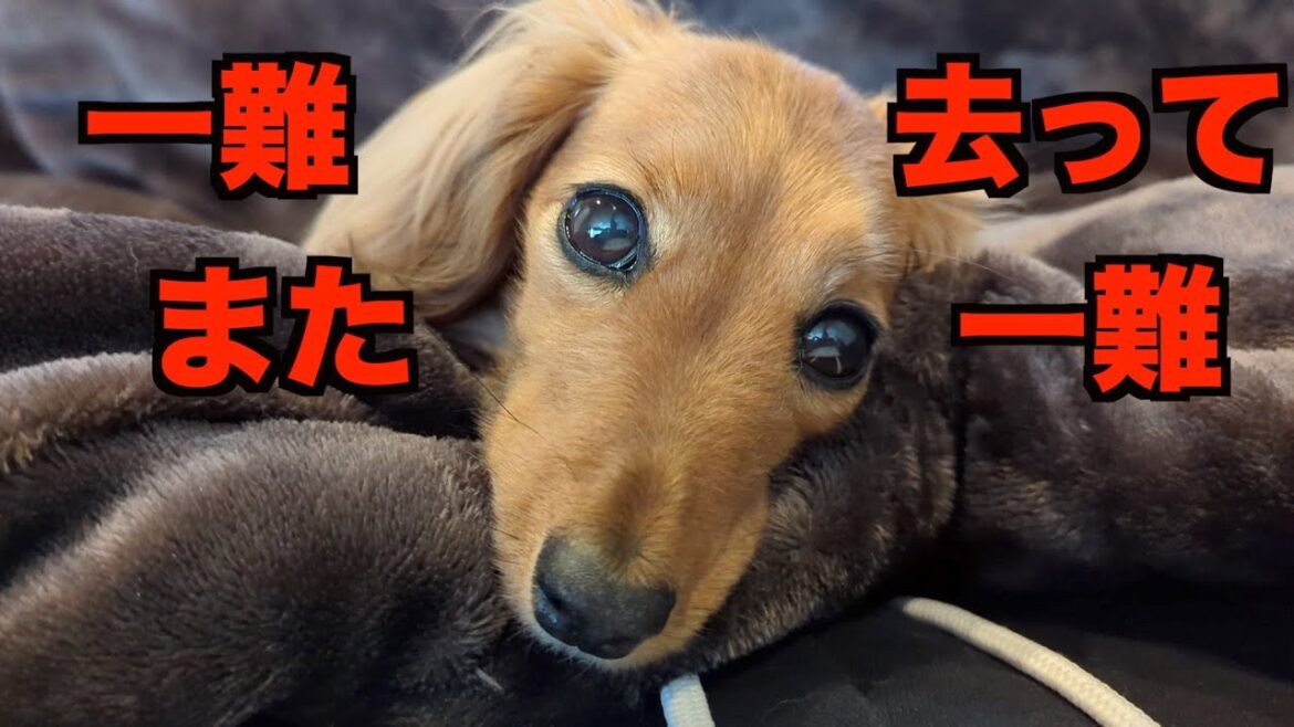 血尿が出てしまい再び病院へ・・・。【カニンヘンダックスえびすの日常】