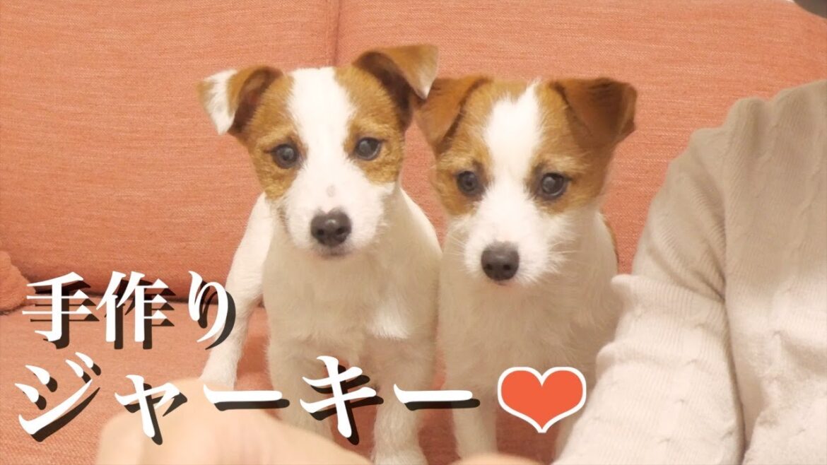 愛犬のために手作りのジャーキーとドライフルーツを作りました/ジャックラッセルテリア/多頭飼い