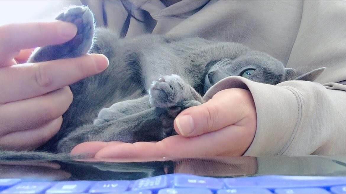 【猫動画】嫁の腕の中のロシアンブルー【russianbule】Russian blue in the arms of the daughter-in-law