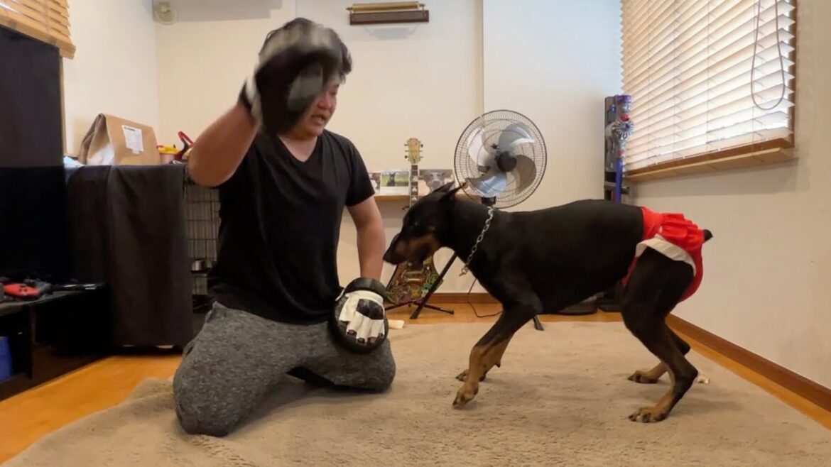 【闘犬訓練】ドーベルマンにスパルタ指導するパパ 【闘犬訓練】ドーベルマンにスパルタ指導するパパ