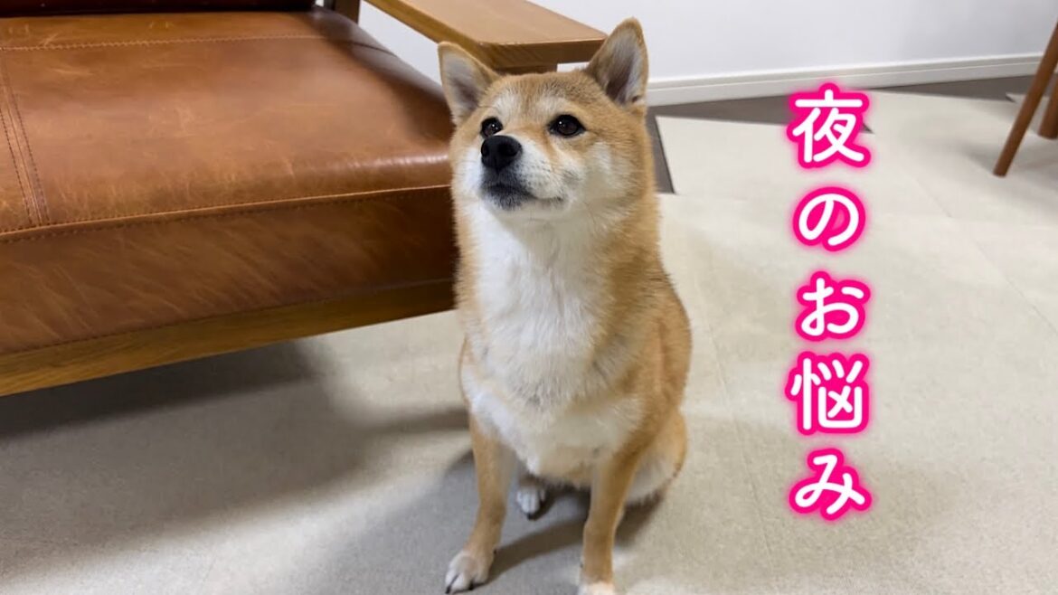結局なんだかんだママに言いくるめられる柴犬が可愛い