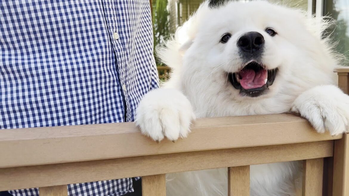 サニー大爆発！圧倒的歓迎に驚きのママ/サモエド samoyed