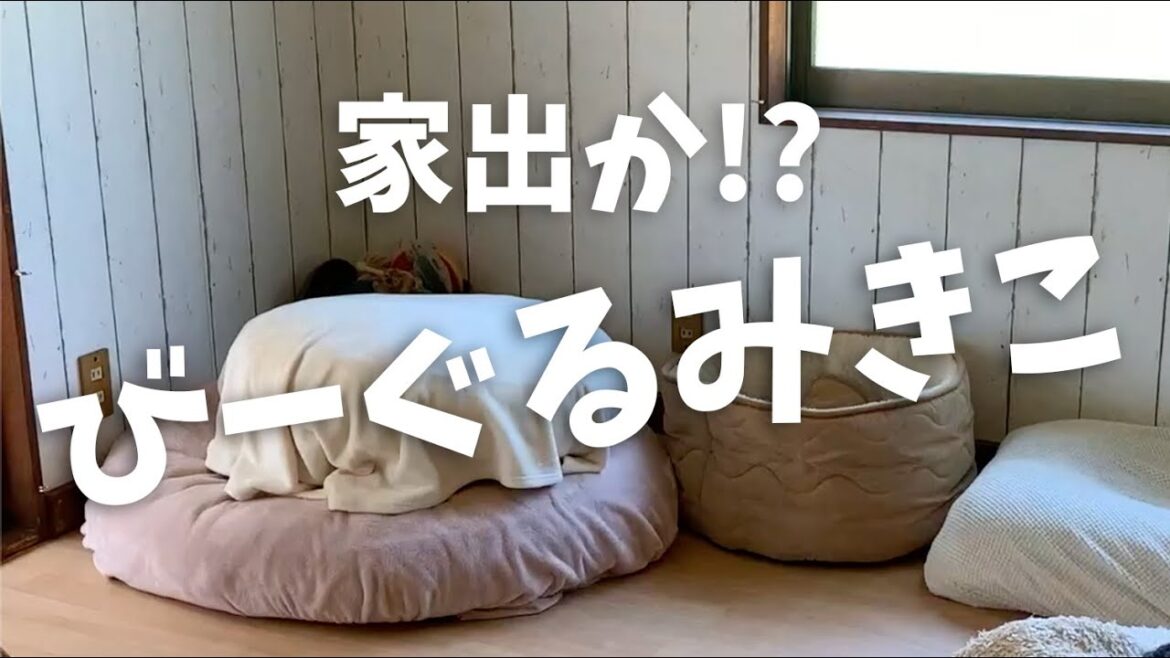 まさか家出！？もぐりんぐミキコ＊保護犬ビーグルミキコ＊Mikiko The Beagle＊