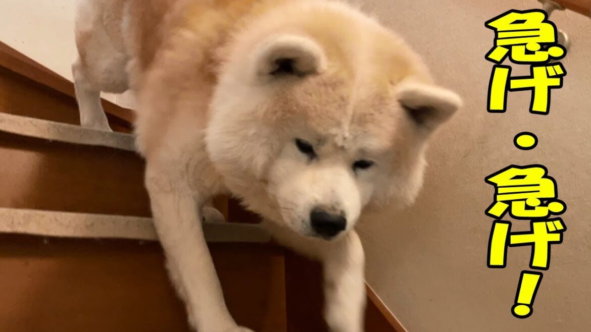 秋田犬そうすけ君・シェパードマック君・孫達の近況動画