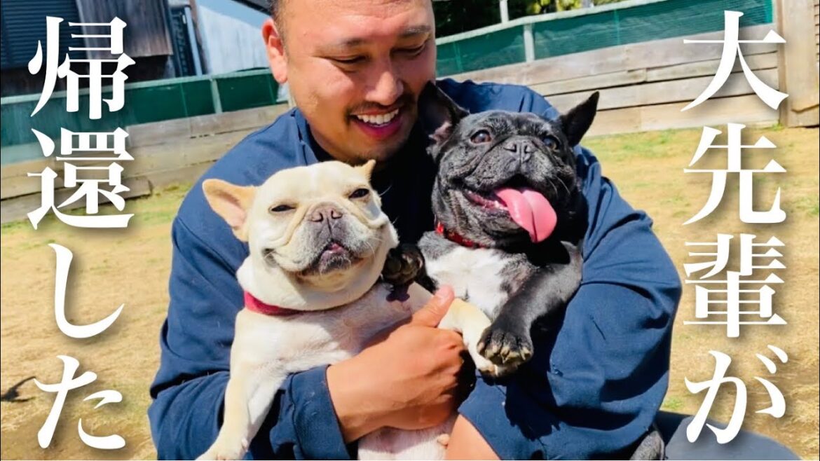 3年前に里親に出した繁殖引退犬が帰ってきて大騒ぎだぞ！