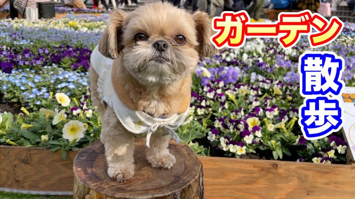 ガーデンネックレス横浜 みなとエリアをぶらぶら散歩 チワワ×シーズー
