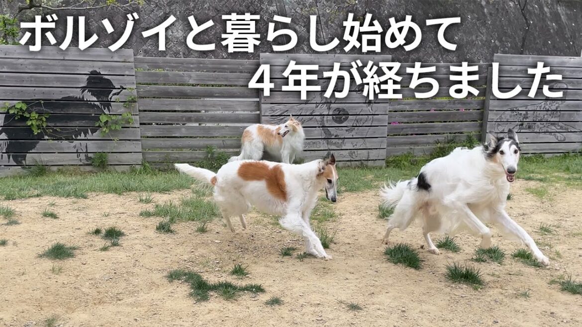 【ボルゾイと暮らして４年が経ちました】ナージャをお迎えした頃を思い出しながらペットライフ吉造さんでゆっくりと自由を満喫しました。