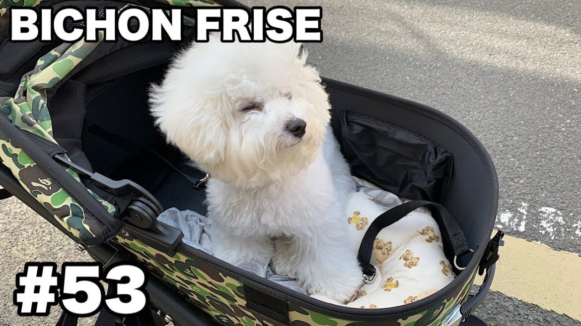 【Bichon Frise】こうめのお買い物 エアバギー DOME3 / ビションフリーゼ #53