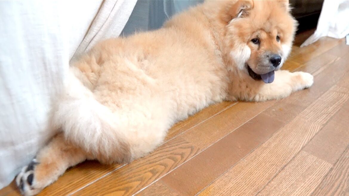 お散歩に疲れて床にへばりつくチャウチャウ犬