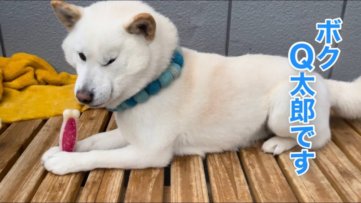 柴犬の群れでは怖い大将は本当は超甘えん坊の白柴Q太郎ちゃん