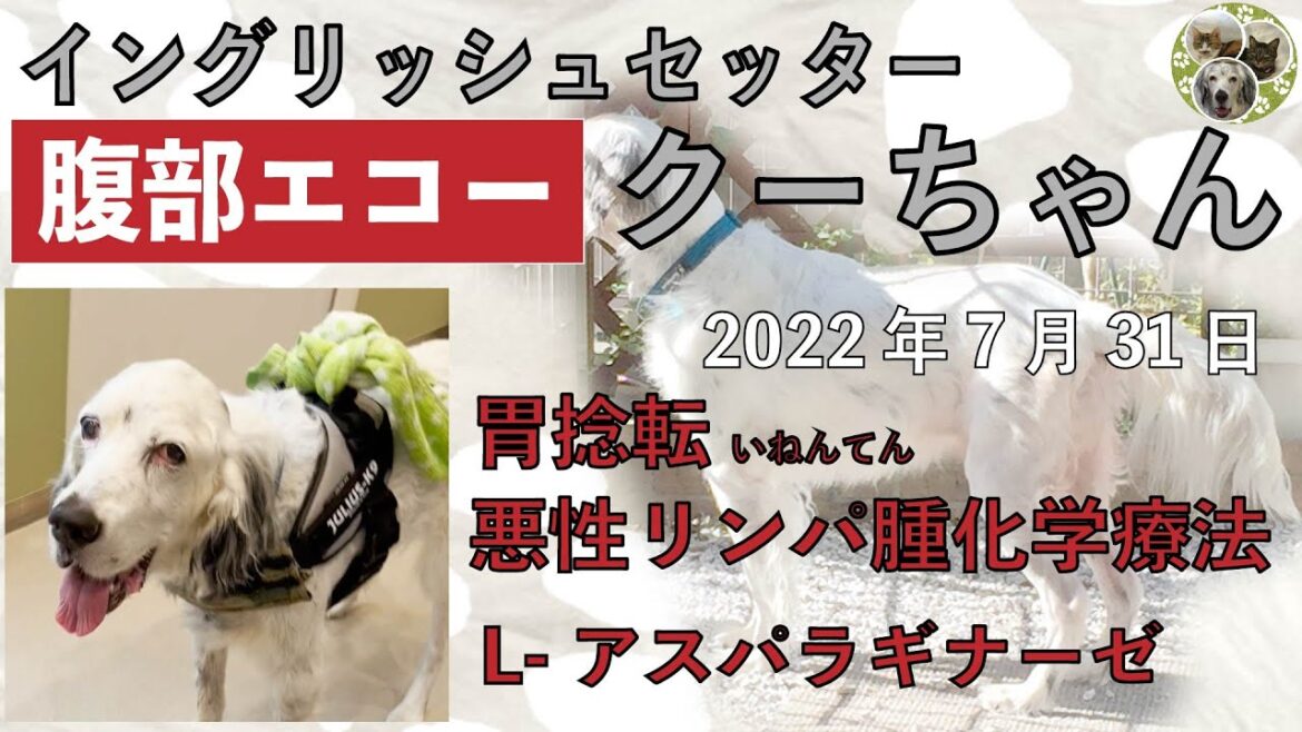 退院4日目　イングリッシュセッター　クー　「胃捻転」「悪性リンパ腫」闘病生活