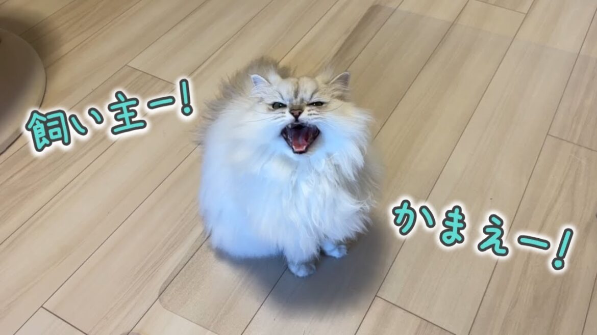 【鳴き声】かまってほしくてニャンニャン鳴く猫