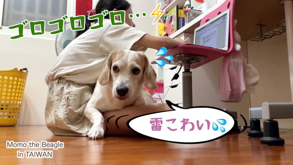 雷が怖いビーグル犬モモ、恐怖で震えとよだれが止まらない！