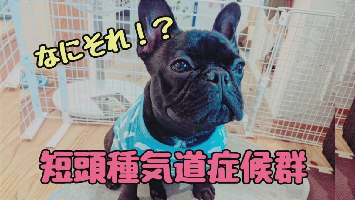【三平　短頭種気道症候群の手術します！】フレンチブルドック「三平日記」特別編　短頭種気道症候群って何？の疑問少しでも分かるといいのですが。。。
