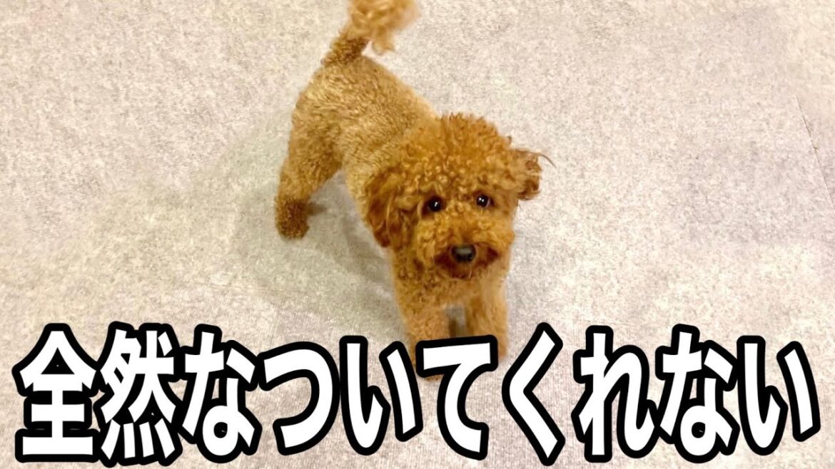 愛情を注いでも飼い主に懐かなかった犬。【トイプードル】 愛情を注いでも飼い主に懐かなかった犬。【トイプードル】