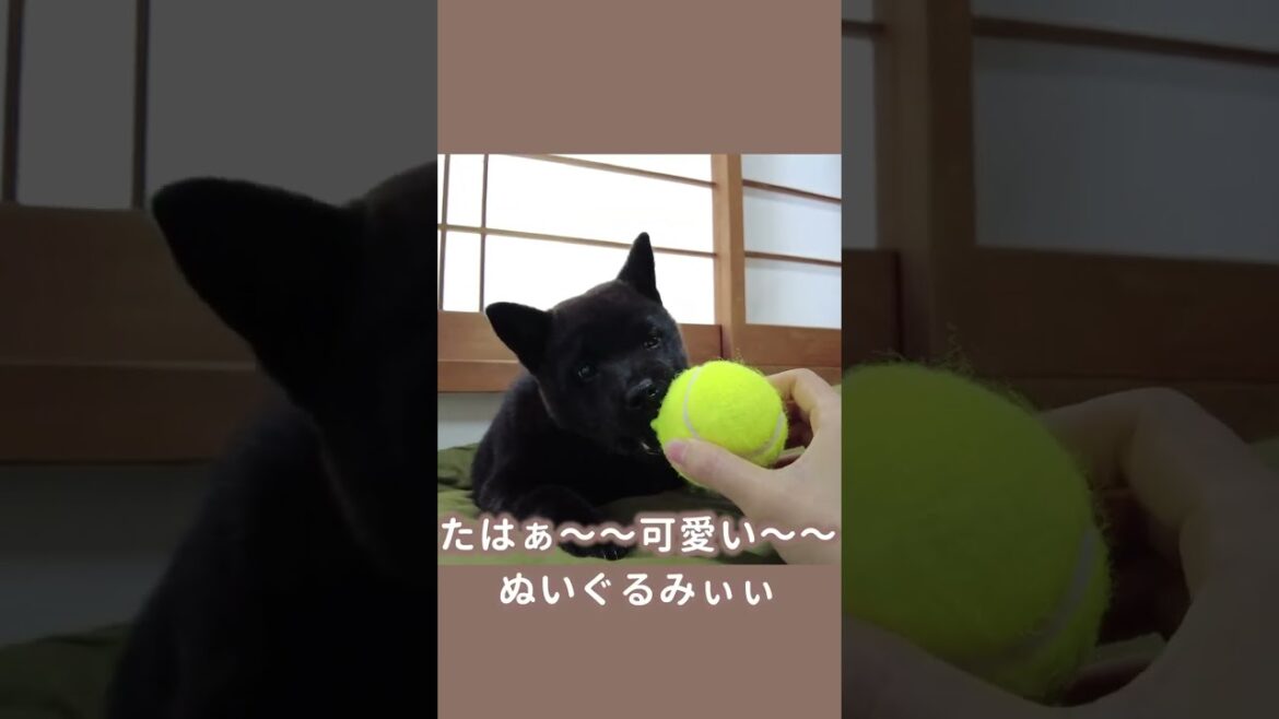 【子犬】ボールで遊ぶ生後2ヶ月の甲斐犬が動くぬいぐるみすぎる！