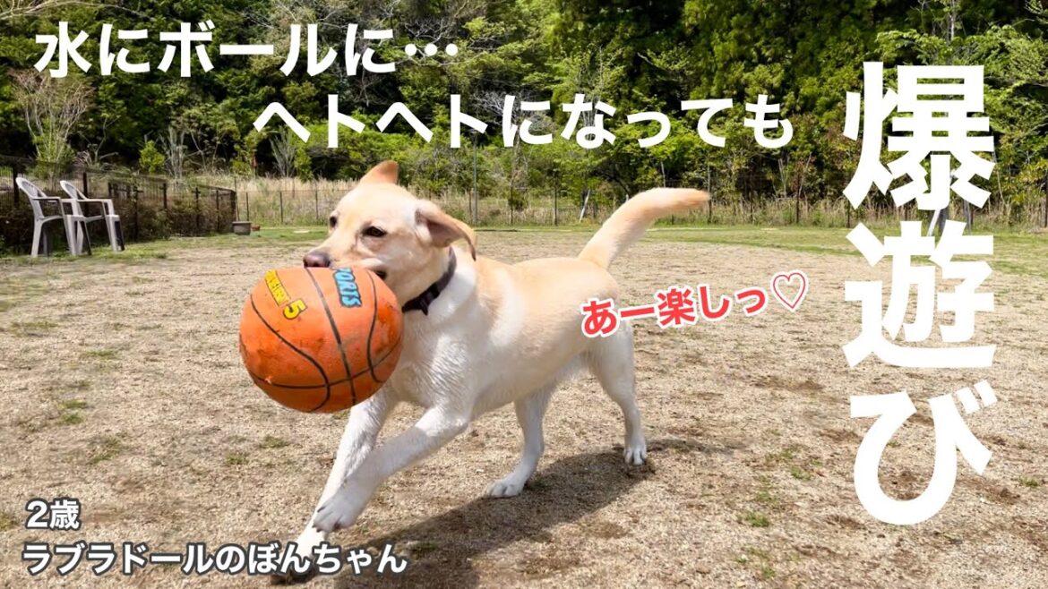 【ラブラドール#96】サーブアイランドで水遊びにボールに…ヘトヘトになってもとにかく遊びたいラブラドールレトリバー！★labrador retriever 大型犬  ゴールデン