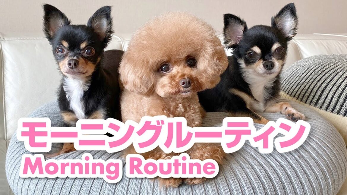 初公開!トイプードルパンナのモーニングルーティン!Morning routine! 初公開!トイプードルパンナのモーニングルーティン!Morning routine!